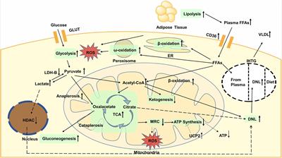 Metabolic Changes of Hepatocytes in NAFLD